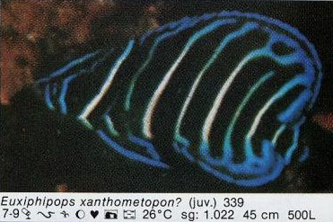 Euxiphipops xanthometapon